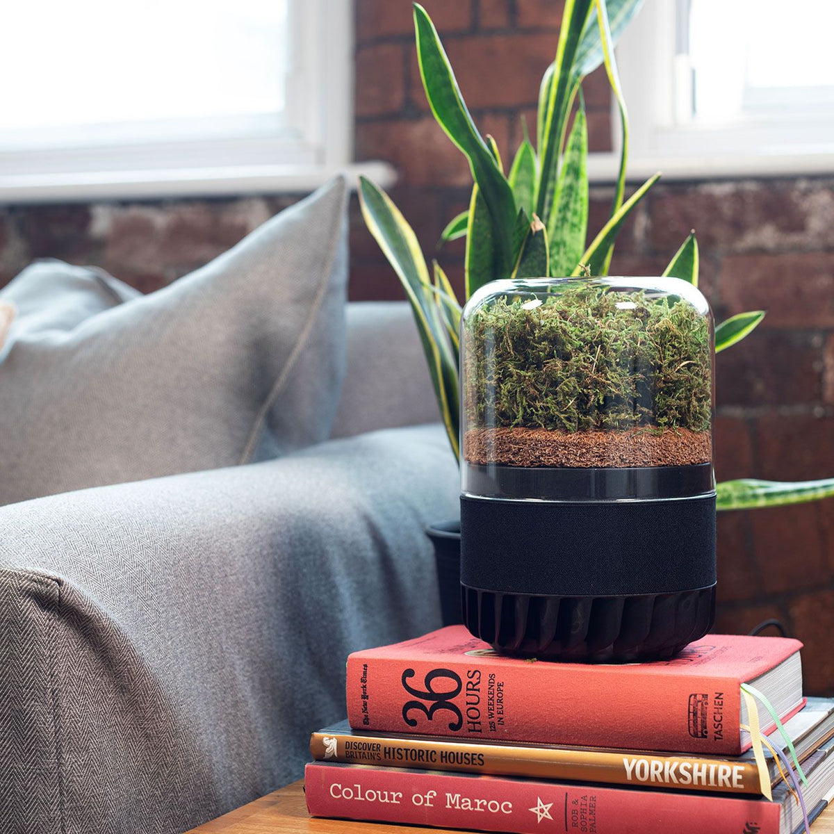 Briiv natürlicher Luftreiniger mit Moos-Filter auf Bücherstapel neben grauem Sofa im Wohnzimmer